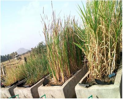 Evaluation of Tannery Wastewater Treatment by Integrating Vesicular Basalt With Local Plant Species in a Constructed Wetland System